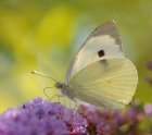 541pxPieris_brassicae_6.jpeg