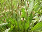 Plantago_lanceolata_flowers.jpg