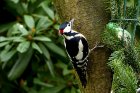 treenaturebranchbirdflowerwildlife1378770pxhere.com.jpg