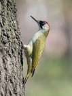 __Picus_viridis.jpg