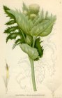 Cirsium_oleraceum.jpg