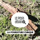 pourriture_cubique.jpg