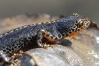 TritonsDansLaMare_16894369757_cfc4065561_c.jpg