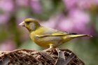 naturebirdwildlifebeakgardenfauna715347pxhere.com.jpg